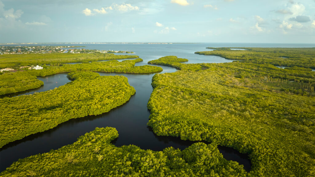 Coastal wetlands in Florida (iStock image)