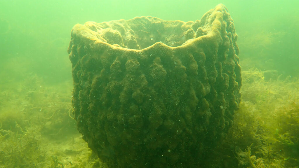 A vase sponge off the coast of Hernando County. (Courtesy Josh Patterson, UF/IFAS)