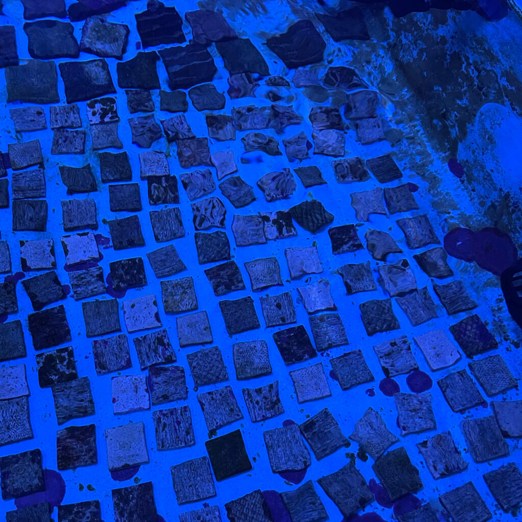 Conservationists affix the baby corals to these tiles, so that they can grow. (Credit: Amy Green/Inside Climate News)