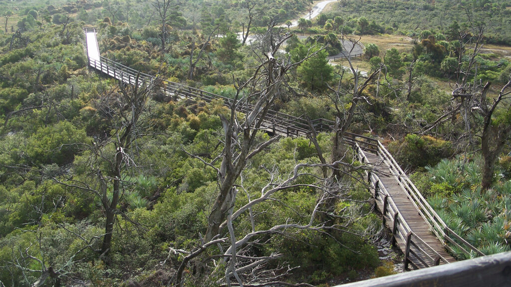 The view from Hobe Mountain Tower at Jonathan Dickinson State Park. Hobe Mountain is an ancient sand dune that stands 86 feet above sea level, the highest natural point south of Lake Okeechobee. (Ebyabe, CC BY-SA 3.0, via Wikimedia Commons)