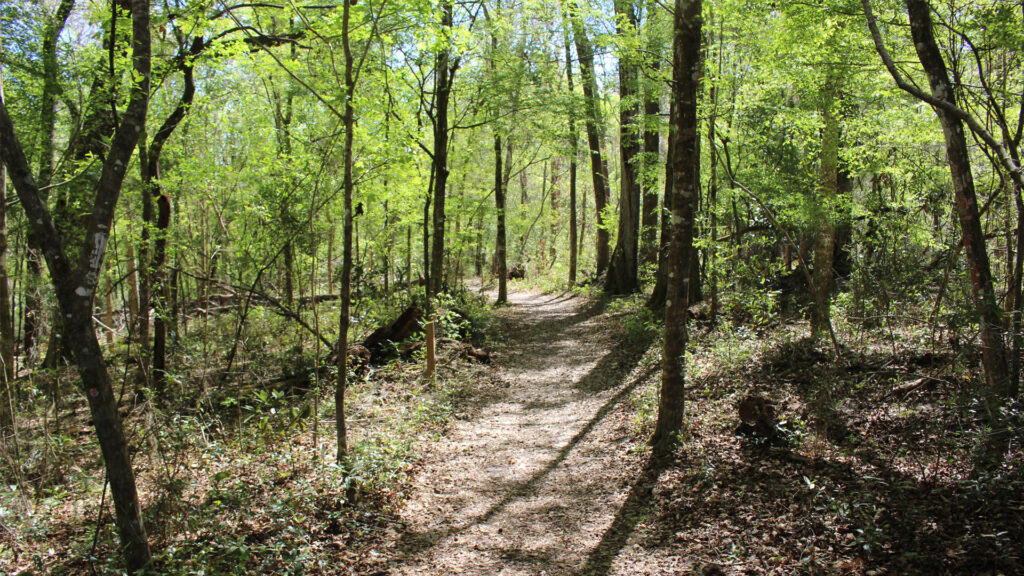 A trail at Ichetucknee Springs State Park (Michael Rivera, CC BY-SA 4.0, via Wikimedia Commons)