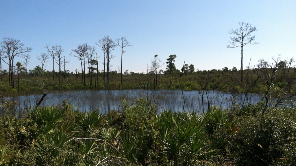 Jonathan Dickinson State Park (JMS Old Al, CC BY-SA 3.0, via Wikimedia Commons)