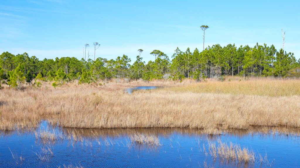 The view from a hiking trail in Topsail Hill Preserve State Park, located near Destin (iStock image)