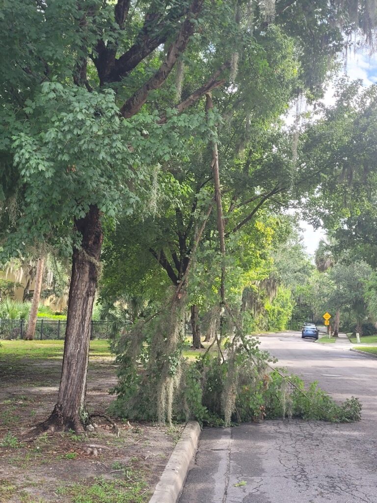 Urban trees damaged (Courtesy, Stephanie Cadaval, UF/IFAS)