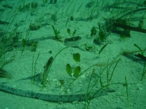 This seagrass bed in Australia’s Shark Bay is in an area with few sharks. It has been heavily grazed and offers little cover for fish or other species. (Michael Heithaus, CC BY-ND)