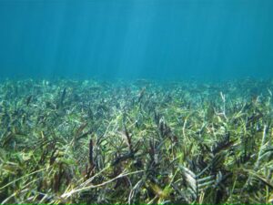 A healthy seagrass bed in Shark Bay, Western Australia, protected from overgrazing by the presence of tiger sharks. (Michael Heithaus, CC BY-ND)