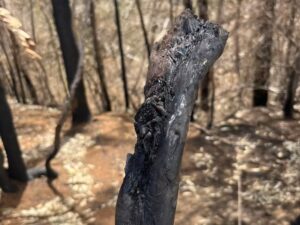 More than 9 miles of plastic polyethylene water lines were destroyed by the fire. (Andrew Whelton/Purdue University, CC BY-ND)