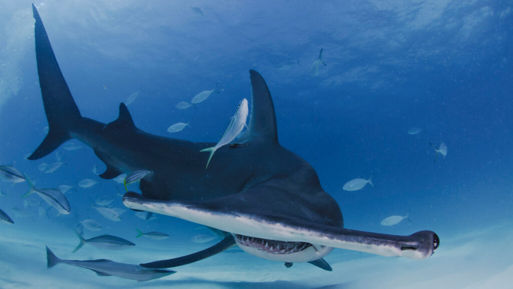 A hammerhead shark near the Bahamas (iStock image)