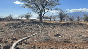 A water pipe that was used to carry water to livestock crosses land burned in the Maui fires in August 2023. (Andrew Whelton/Purdue University, CC BY-ND)