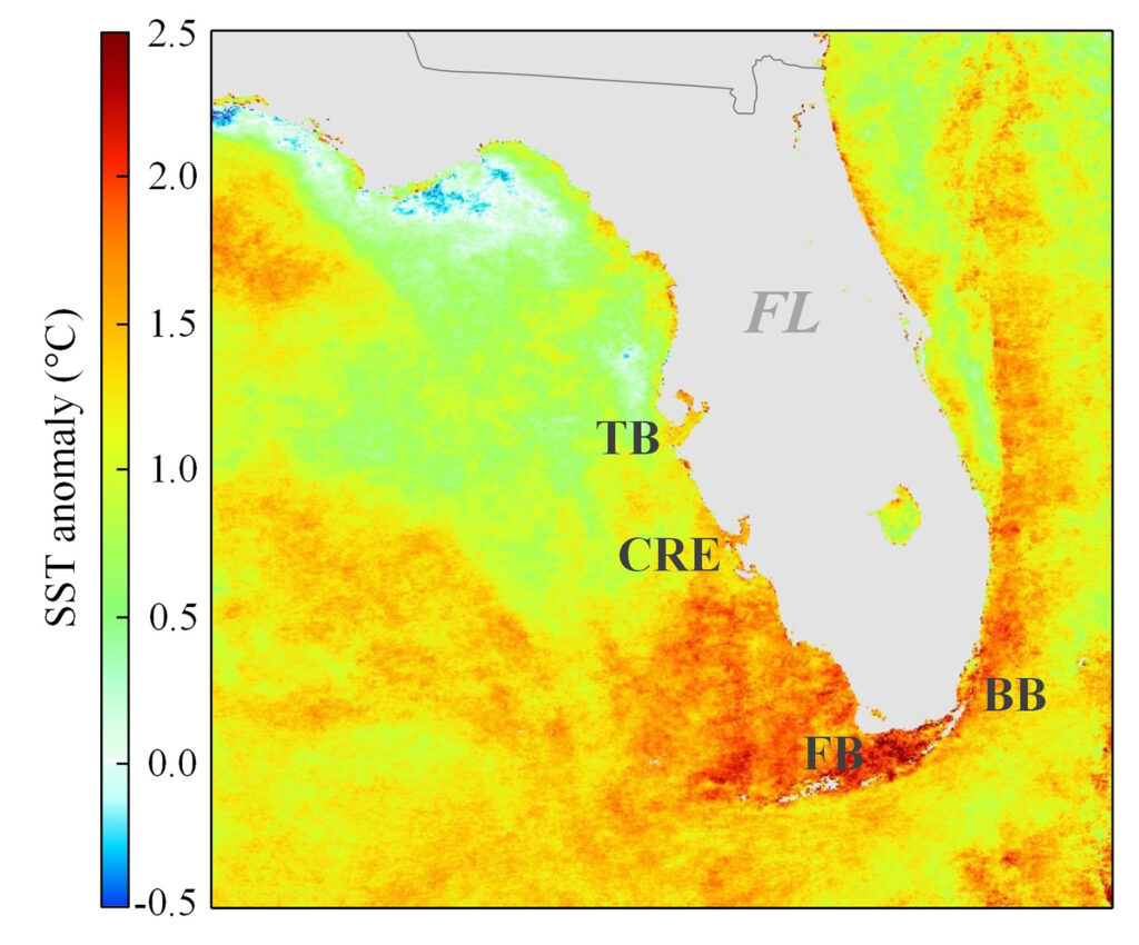 This image from the MODIS dataset shows surface water temperatures off Southwest Florida in July 2023 is mostly two degrees Celsius warmer than the previous 20 years in response to the 2023 marine heat wave. (Courtesy of Jing Shi)