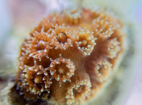 The research study was conducted on the early life stages of mountainous star coral (Orbicella faveolata), which is listed as threatened under the Endangered Species Act. (Photo: Liv Williamson, Ph.D.)