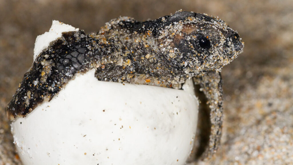 A loggerhead sea turtle hatchling emerges from the egg. (Photo credit: Jay Paredes, Florida Atlantic University