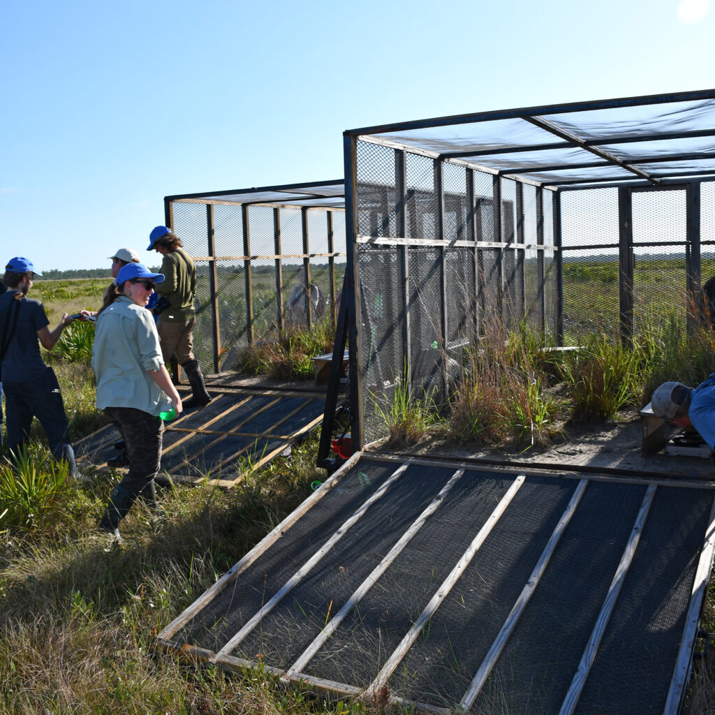 A team of conservationists inspect the temporary homes of 10 Florida grasshopper sparrows after the birds were released back into the state’s central prairie. (Credit: Florida Fish and Wildlife Conservation Commission)