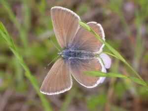 herbicide treatments designed to cull invasive plants have affected populations of butterflies, such as Fender's blue butterfly, by unintentionally killing off native plants (Jeff Dillon , U.S. Fish and Wildlife Service, Public domain, via Wikimedia Commons)