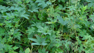 Humulus japonicus plant. While invasive to Europe, it can provide a number of ecosystem benefits. (Akira Koishikawa, CC BY-SA 4.0, via Wikimedia Commons)