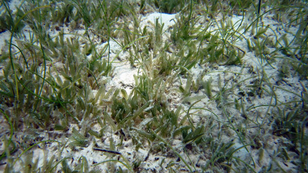 In this photo, non-native seagrass species Halophila stipulacea (long, oval blades) is mixed with native Syringodium filiforme (cylindrical, spaghetti-like blades). (NOAA's National Ocean Service, Public domain, via Wikimedia Commons)