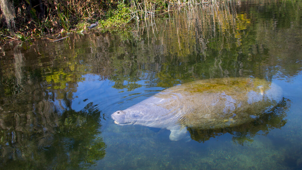 A manatee floats in the water at Wakulla Springs (iStock image)