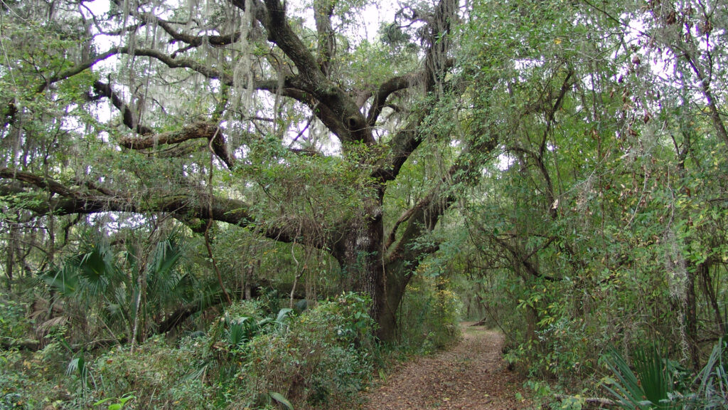 A trail in the Withlacoochee State Forest (iStock image)