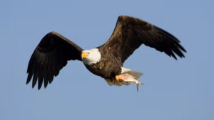 U.S. bald eagle populations were decimated by DDT. Once the chemical was banned, they began to rebound. (U.S. Fish and Wildlife Service)