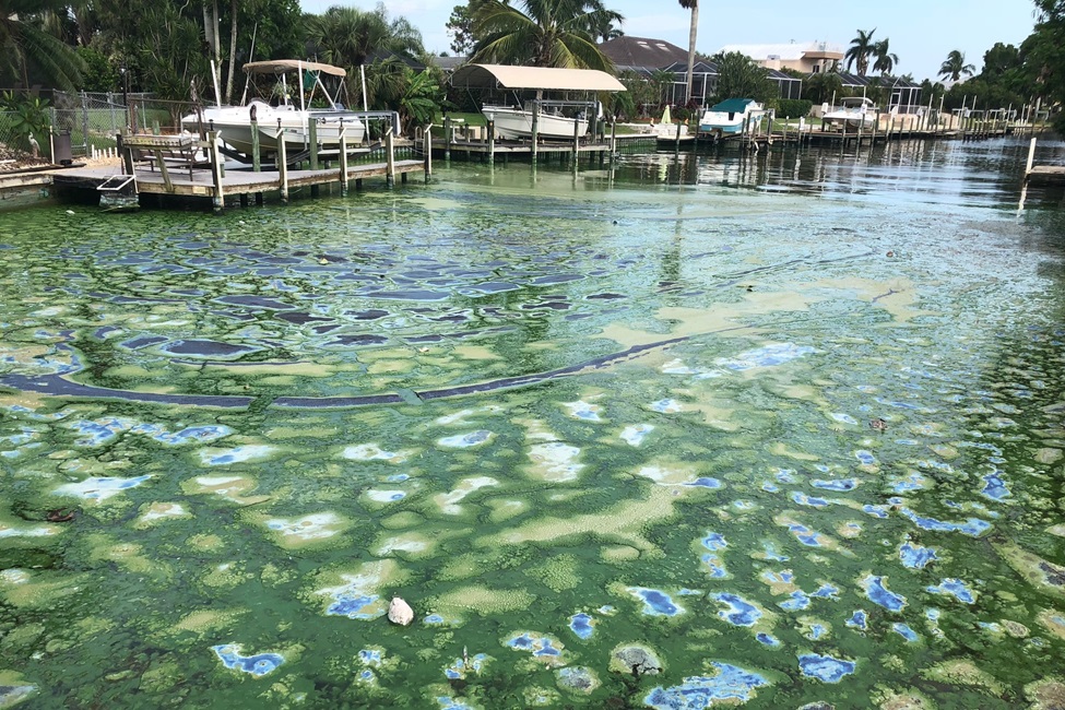 A Microcystis bloom in a residential canal at Normandy Court in Cape Coral during July 2018 (Photo credit: Brian Lapointe, Ph.D.)