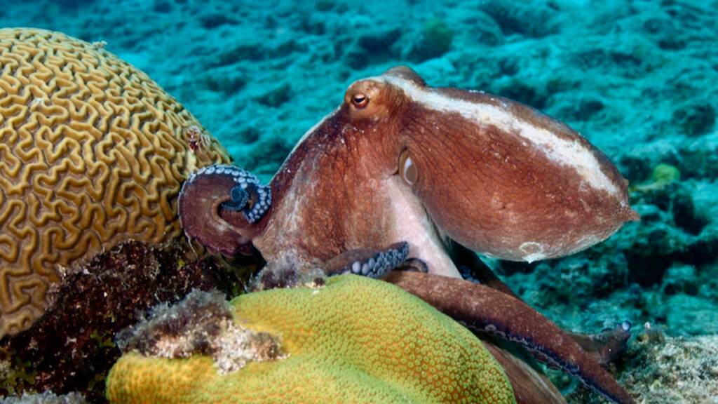 Octopus vulgaris (Photo: Evan D'Alessandro, Ph.D.)