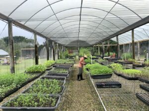 A worker in the greenhouse at Ford's Farms. (Ayurella Horn-Muller/Grist)