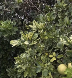 Pomelo tree leaves with symptoms of citrus greening. (Conor Wolfe, CC BY-ND)