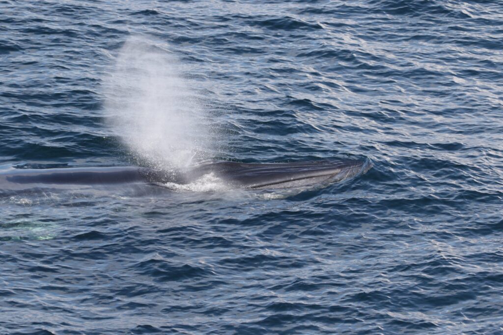 A Rice's whale swimming at the surface of the ocean. (Credit: NOAA SEFSC, ESA/MMPA permit #21938)