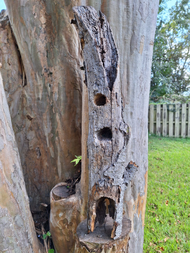 A broken-off tree limb that was once home to a woodpecker, found after Hurricane Helene (Photo by Jorge Vera)