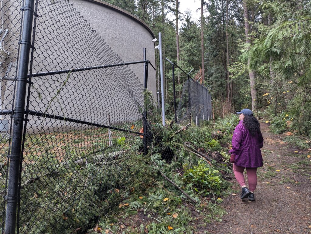 Damage from the November 2024 "bomb cyclone" to a city of Bellevue water tank inside Bridle Trails State Park (Bri, CC BY 4.0, via Wikimedia Commons)