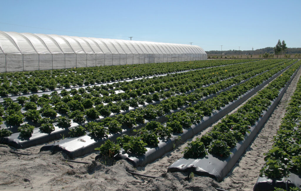 A strawberry farm, (Courtesy UF/IFAS)