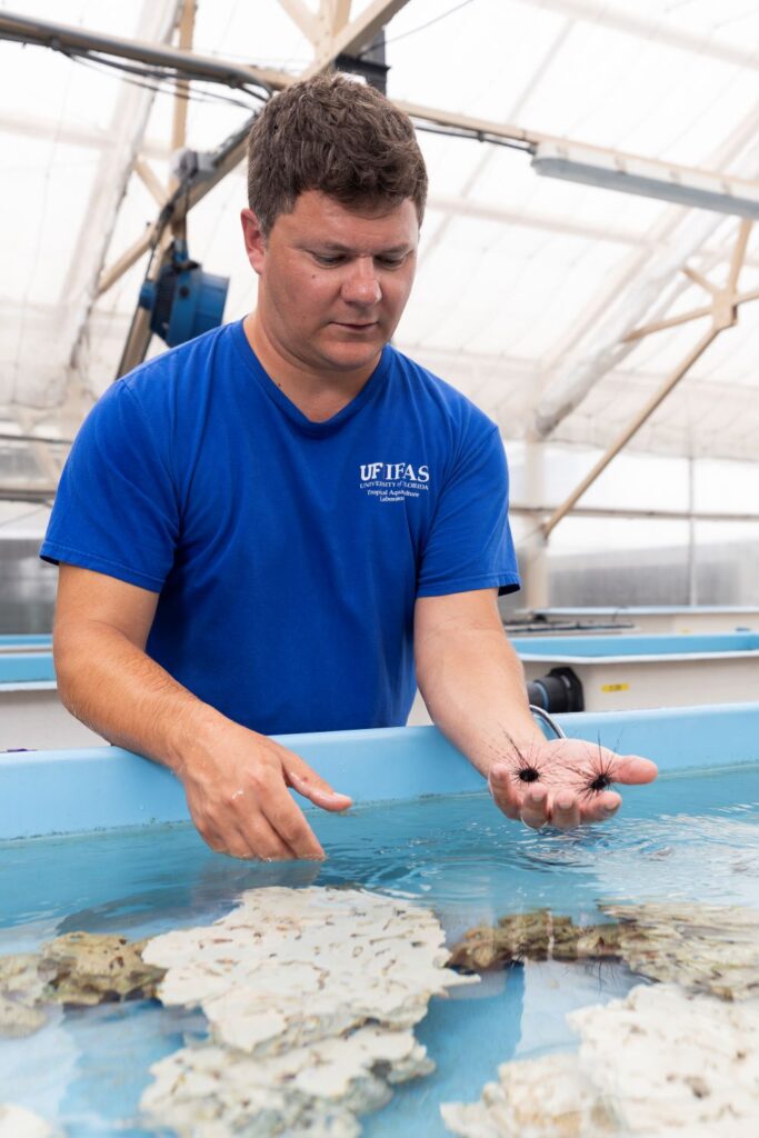 Josh Patterson, a UF/IFAS associate professor of restoration aquaculture, examines urchins at the Aquarium. (Courtesy, Cat Wofford, UF/IFAS photography)