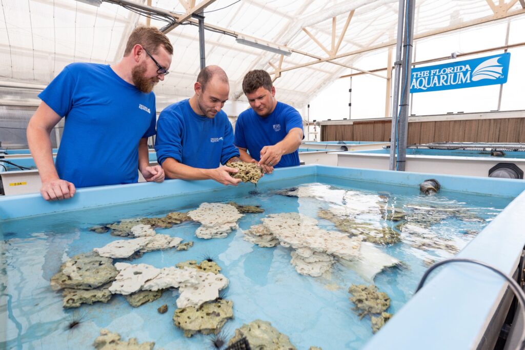 The Florida Aquarium’s Senior Biologist Matt Wade and Biologist Alex Petrosino examine a juvenile cultured urchin with UF/IFAS Associate Professor Josh Patterson at the aquarium’s Coral Conservation and Research Center in Apollo Beach. (Courtesy, Cat Wofford, UF/IFAS photography)