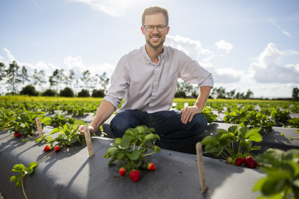 Vance Whitaker, UF/IFAS strawberry breeder and professor, in a field of the Gulf Coast Research and Education Center. (Courtesy UF/IFAS photography)