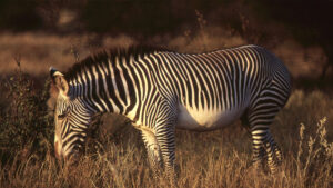 Grazers like these endangered Grevy’s zebras need higher-quality food than ruminants such as cattle. (Bernard DuPont, CC BY-SA 2.0, via Wikimedia Commons)