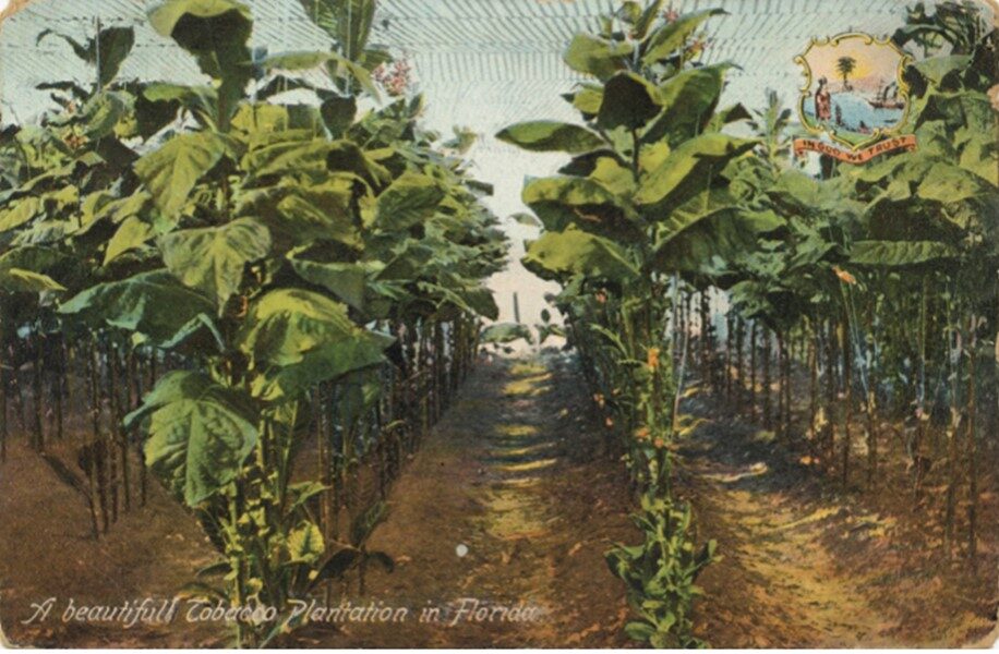 "A Beautiful Tobacco Plantation in Florida" is one of 13 postcards selected by members of the Writers Alliance of Gainesville to respond to with an essay, poem or other work. (Matheson Postcard Archive)