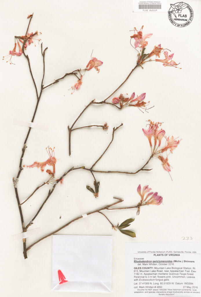 Pink azaleas (Rhododendron periclymenoides) grows in moist, shady environments throughout much of the Northeast United States and typically flower early in the year. (Florida Museum of Natural History herbarium image, CC BY)