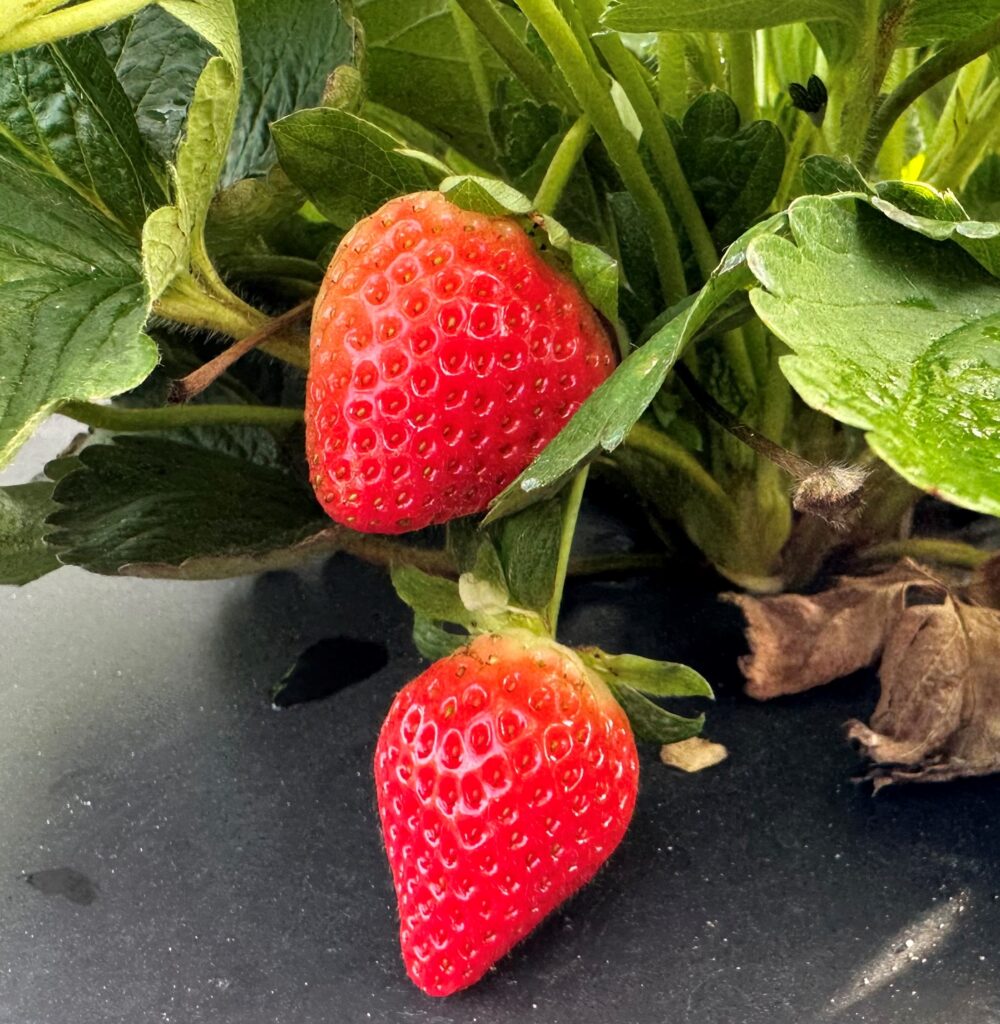 Medallion, a UF/IFAS strawberry variety. (Courtesy, UF/IFAS photography)