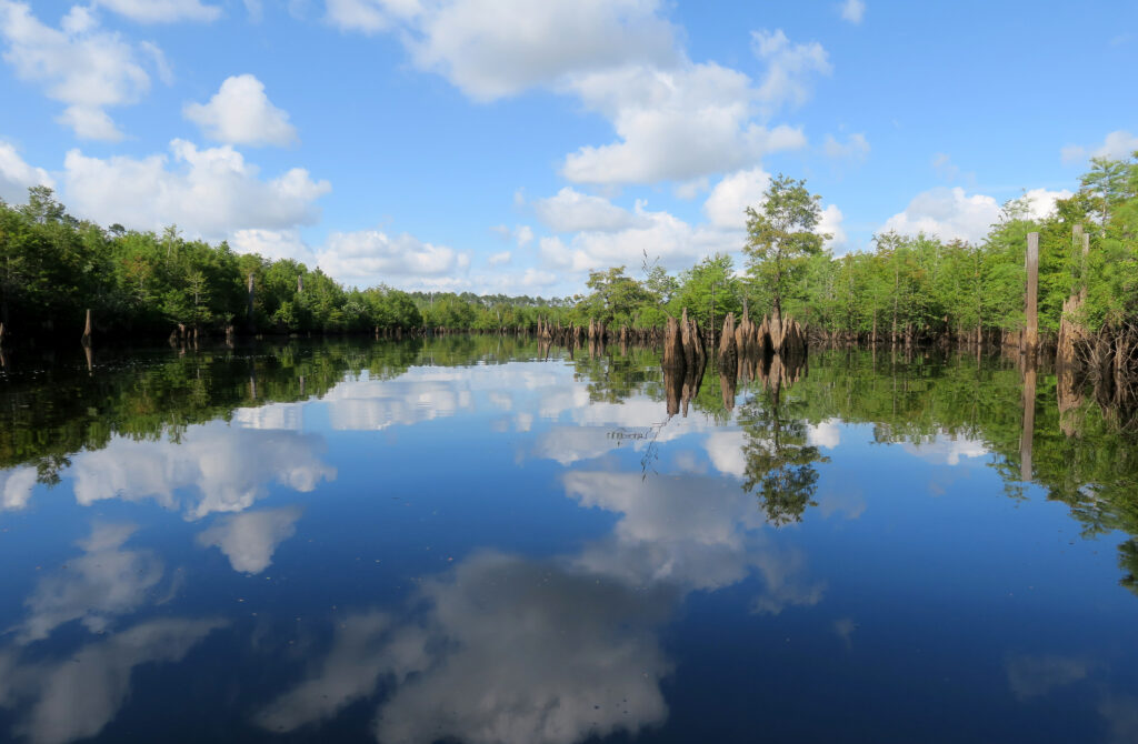 West Arm of the Dead Lakes in the Apalachicola River basin area (Photo by Doug Alderson)