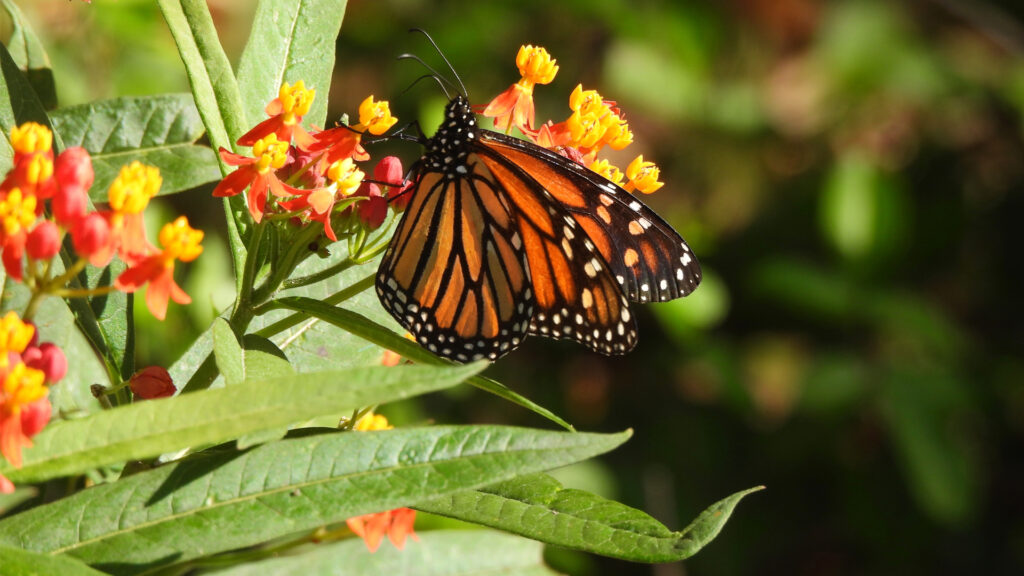 A monarch butterfly perched on a milkweed flower (iStock image)