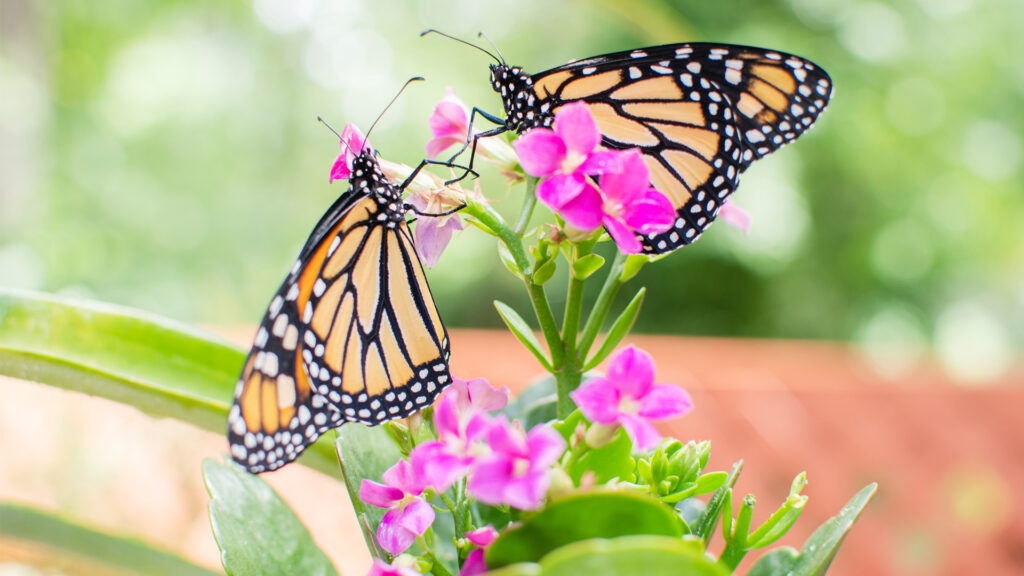 Monarch butterflies (iStock image)