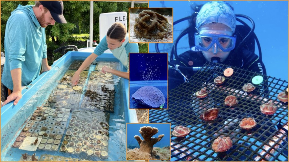 Research grant will propel the focus on breeding resilient coral populations to significantly boost the number of climate-resilient corals introduced to Florida's Coral Reef each year. (Credits: Katherine Hardy, Diana Udel, Liv Williamson)